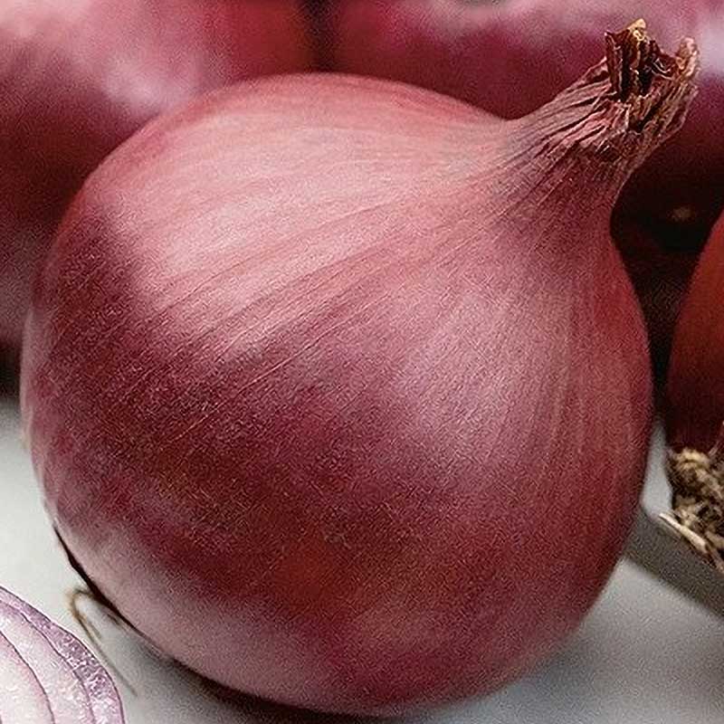 Zwiebel 'Red Magic' H