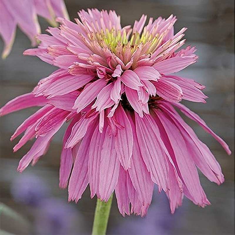 Roter Sonnenhut 'Paradiso Super Duper'