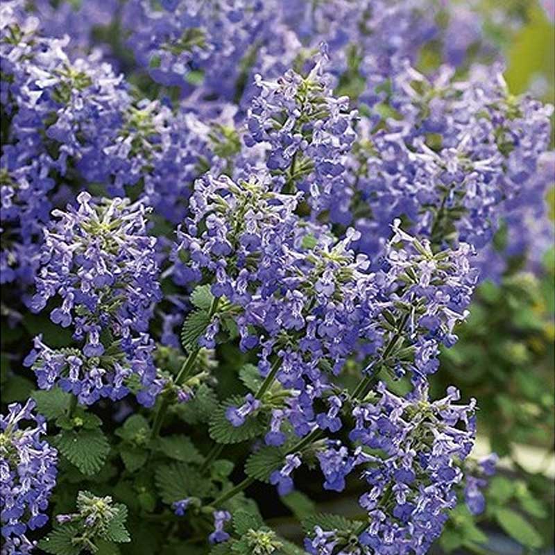 Katzenminze 'Faasseni'