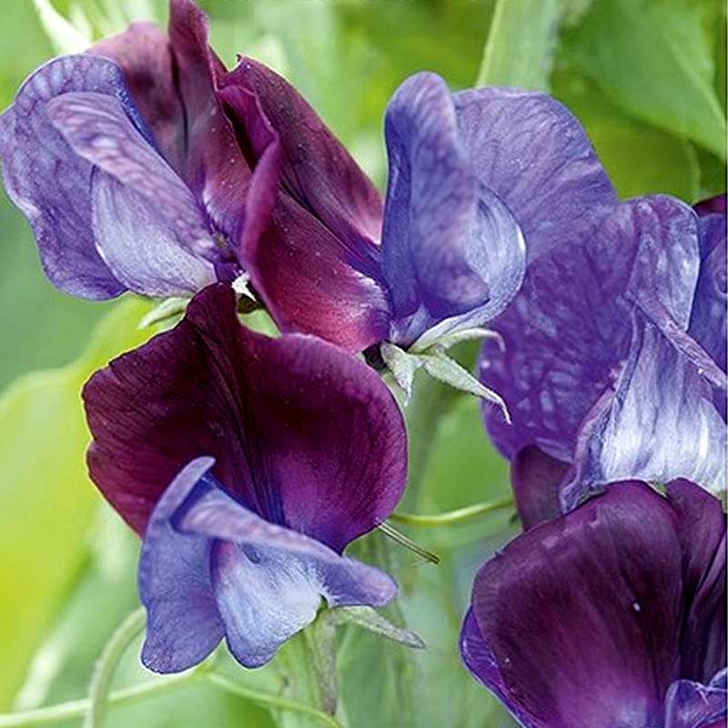 Duftwicke 'Grandiflora Matucana'