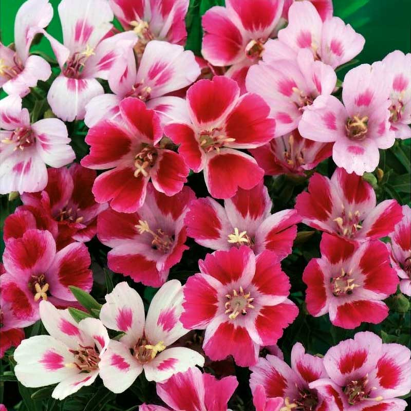 Sommerazalee 'Monarch'