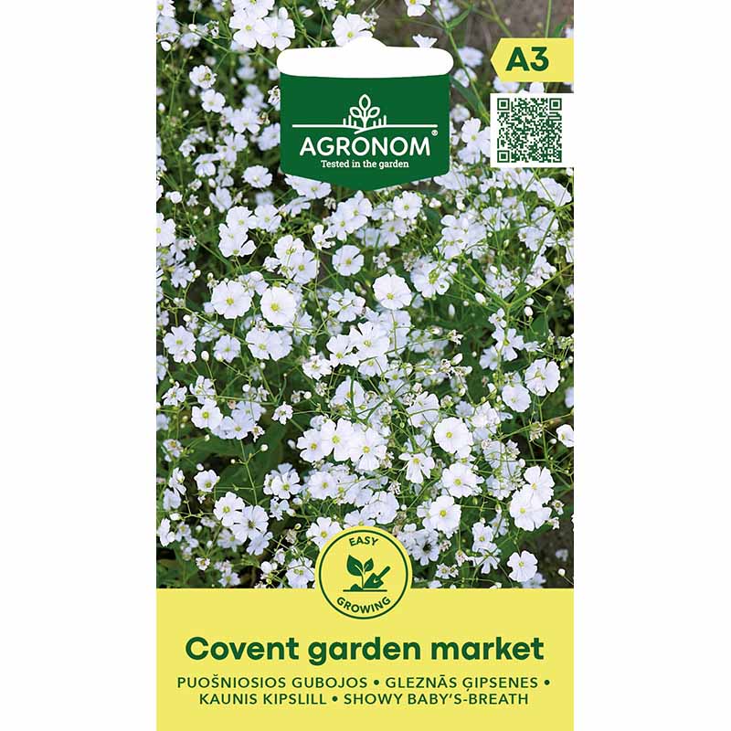 Schleierkraut 'Covent Garden Market'