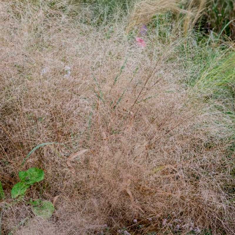 Zartes Liebesgras