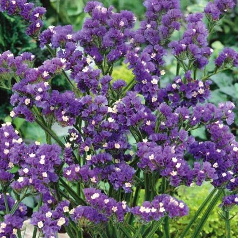 Blauer Strandflieder