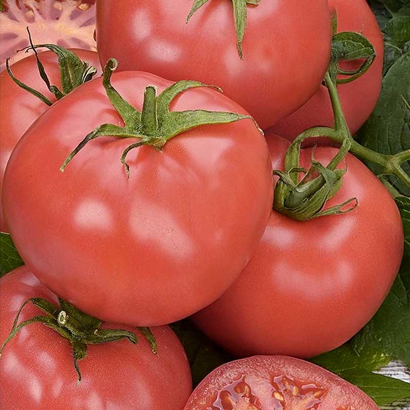 Tomate 'Roselady' H