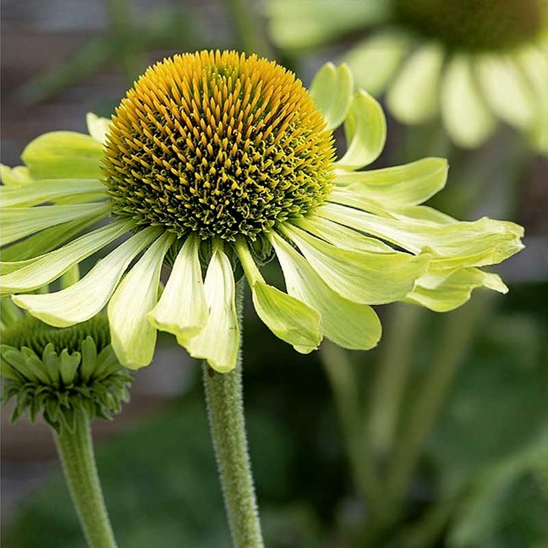 Roter Sonnenhut 'Alan's Pride'