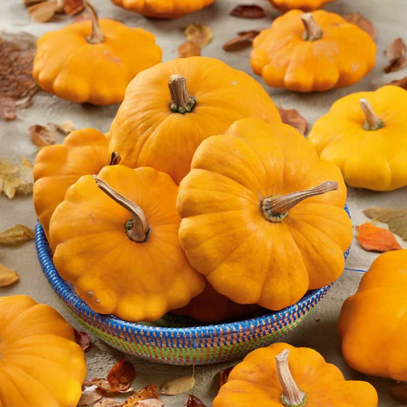 Ufo-Kürbis 'Patisson orange'