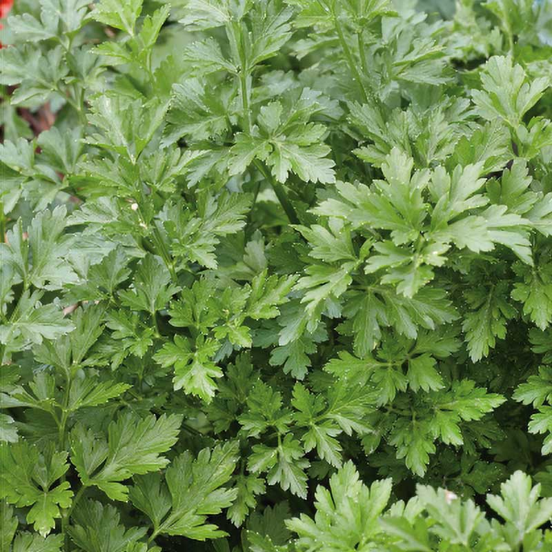 Petersilie 'Festival 68'