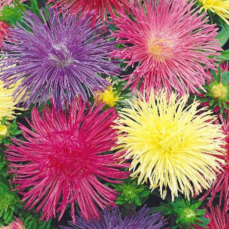 Sommeraster 'Unicum mix'