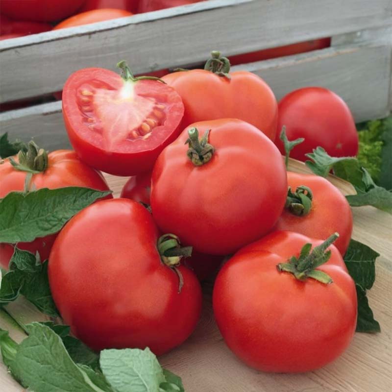 Tomate 'Rotkappchen'