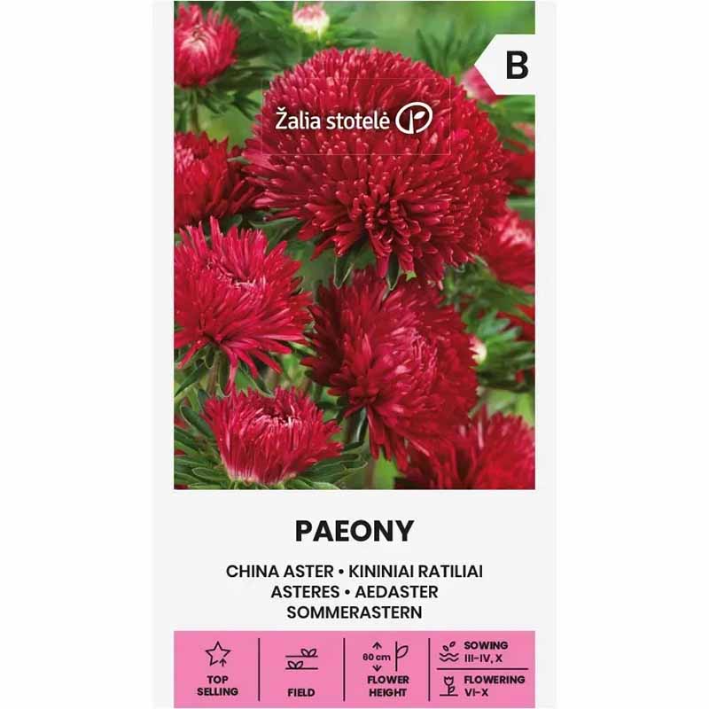 Sommeraster 'Paeony' Rot