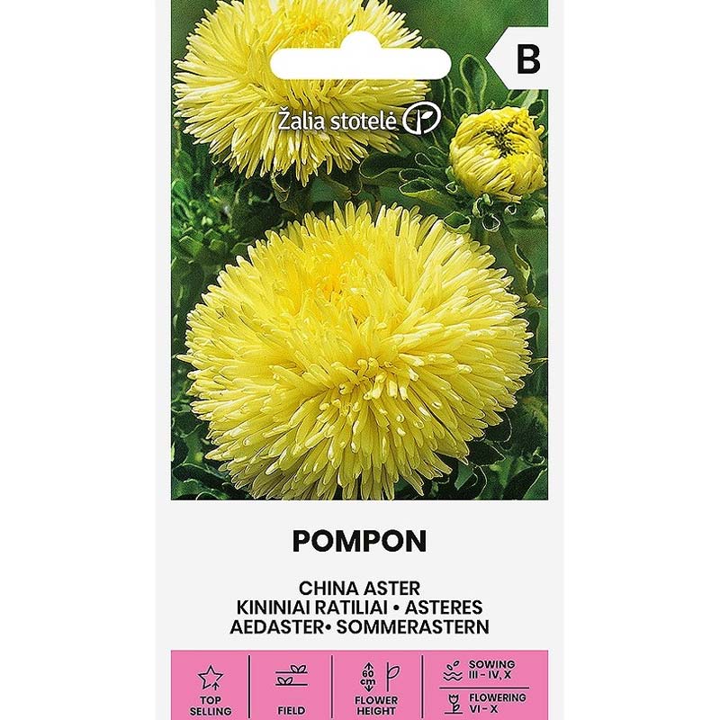Sommeraster 'Pompon'