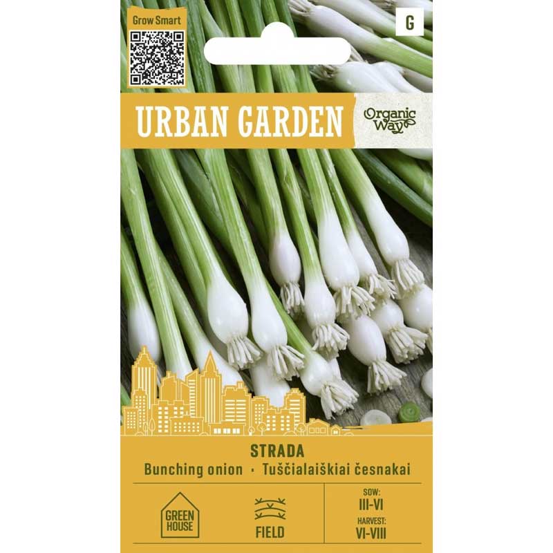 Winterzwiebel ’Strada’