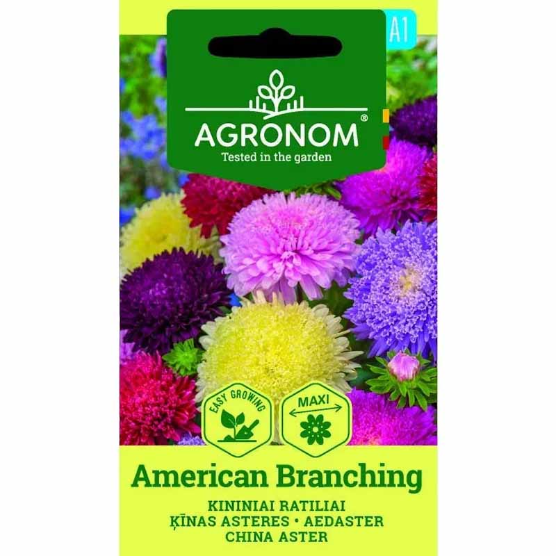 Sommeraster 'American Branching'