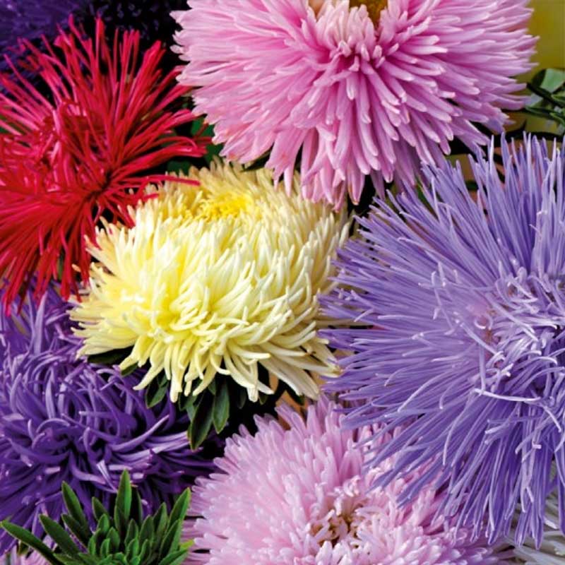 Sommeraster 'American Branching'