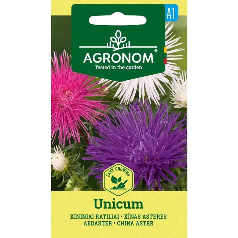 Sommeraster 'Unicum Pink'