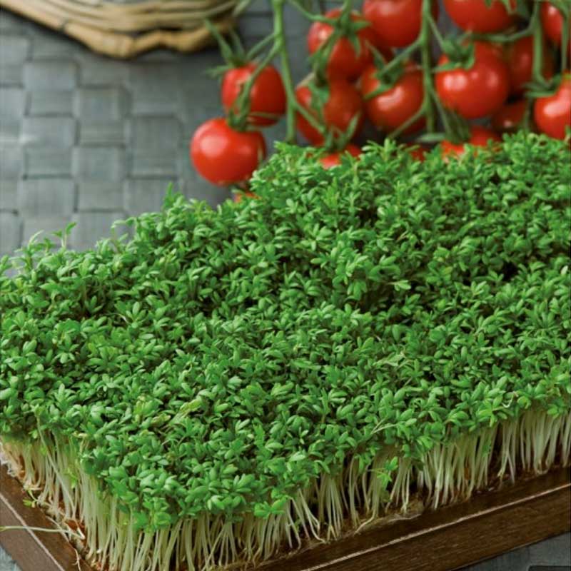 Gartenkresse 'Common'