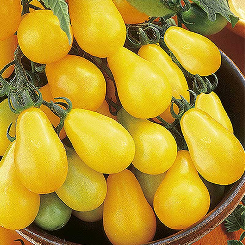 Birnentomate 'Yellow pearshaped'