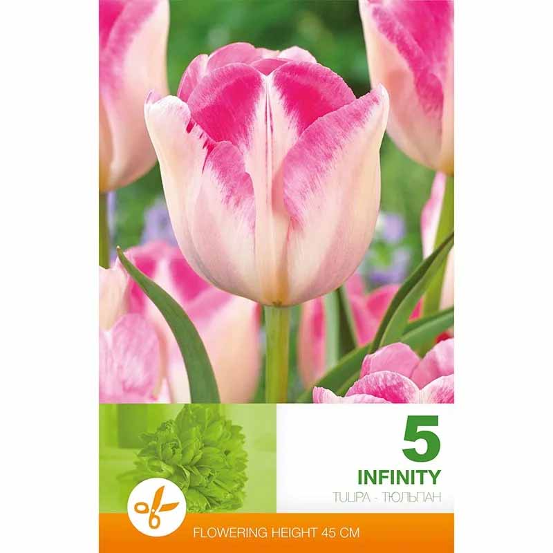 Tulpe 'Infinity'