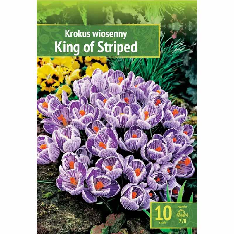 Krokus 'King of Striped'