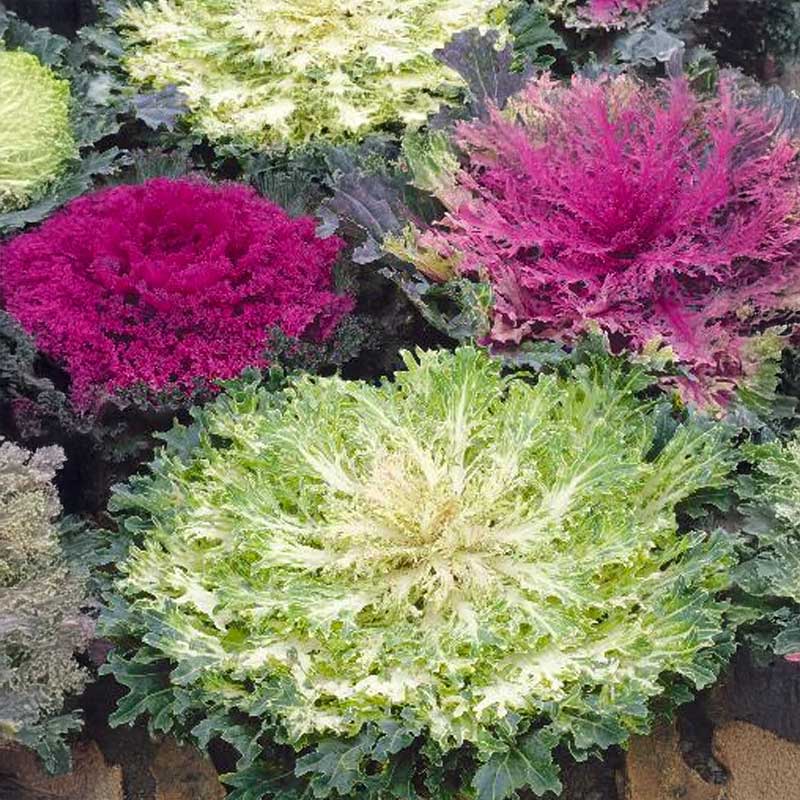 Zierkohl 'Fringed leaves'