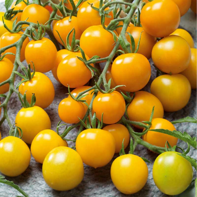 Cherrytomate 'Goldkrone'