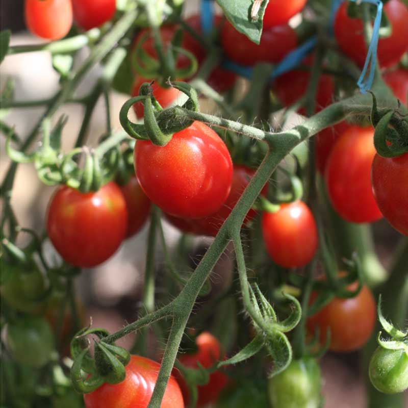 Tomate 'Malinowy kapturek'