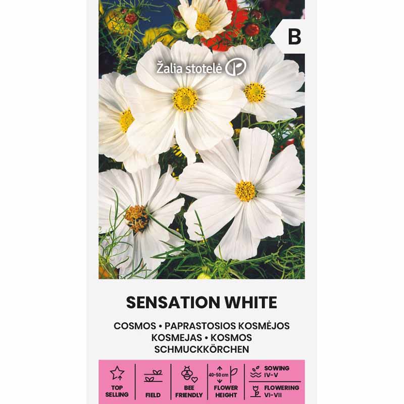 Kosmee 'Sensation white'