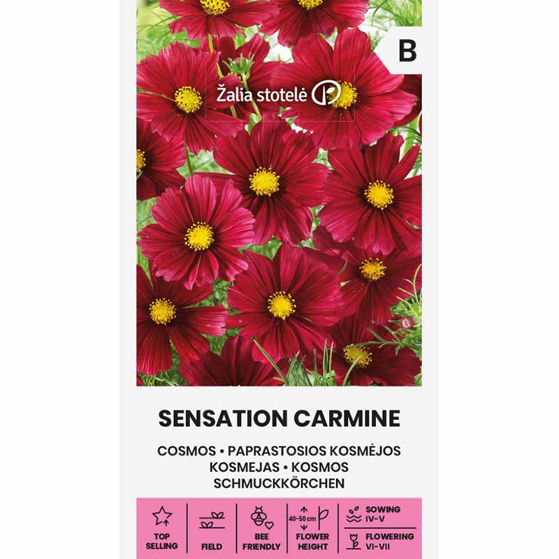 Kosmee 'Sensation Carmine'