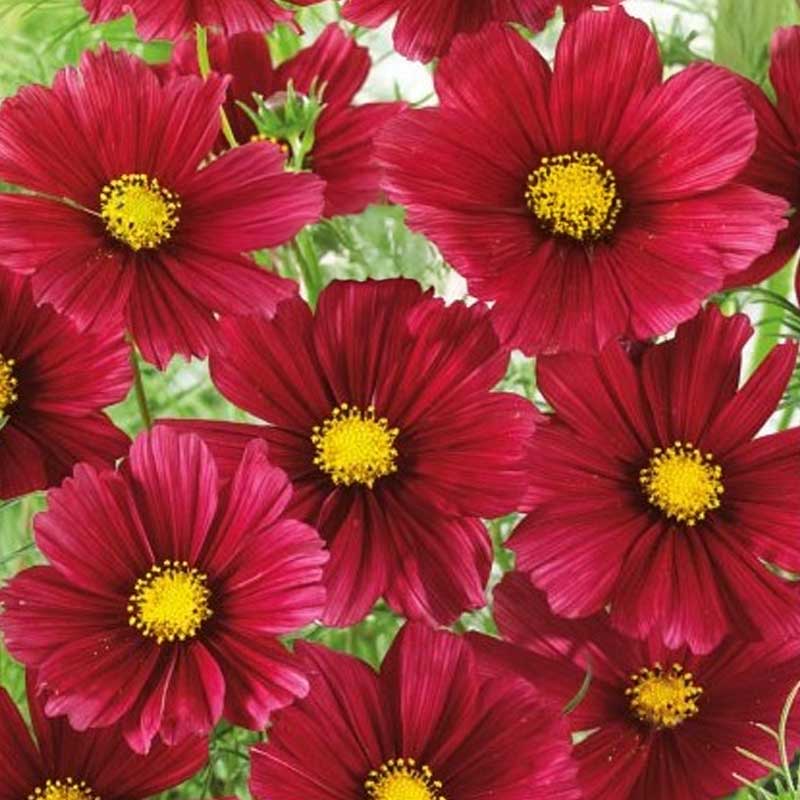 Kosmee 'Sensation Carmine'