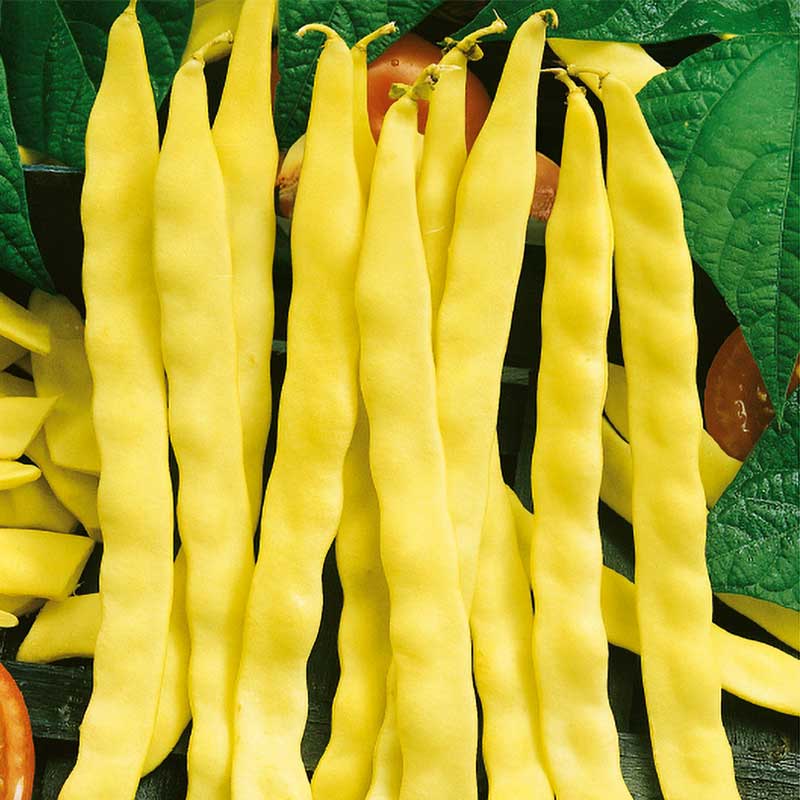 Stangenbohne 'Goldmarie'