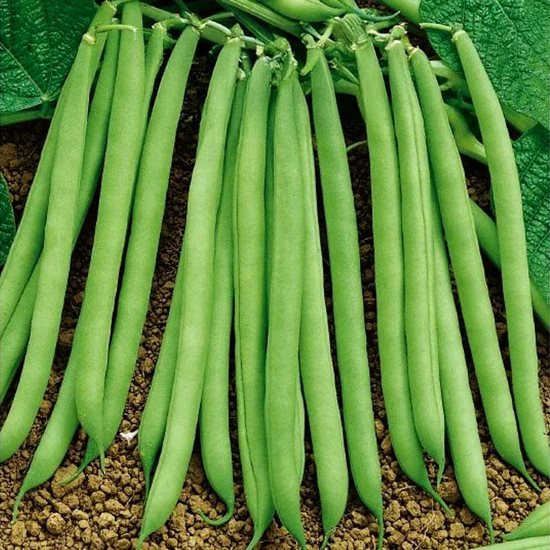 Buschbohne 'Contender'