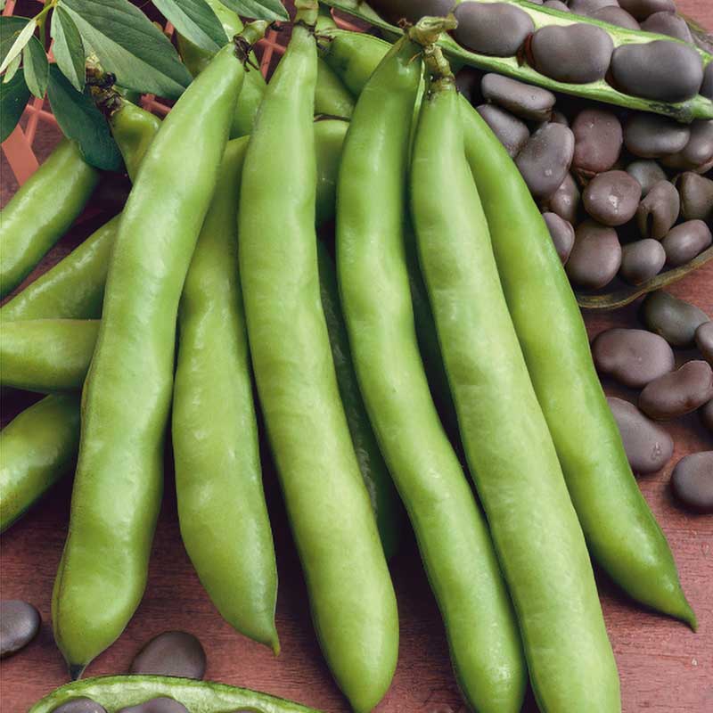 Dicke Bohne 'Extra precoce a grano violetto'