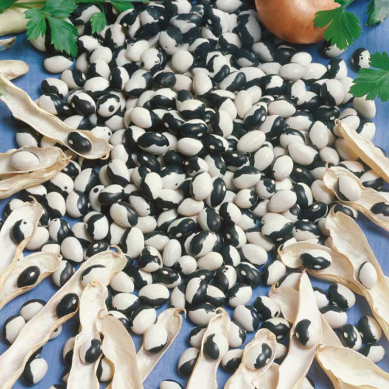 Kochbohne 'Dalmatin'