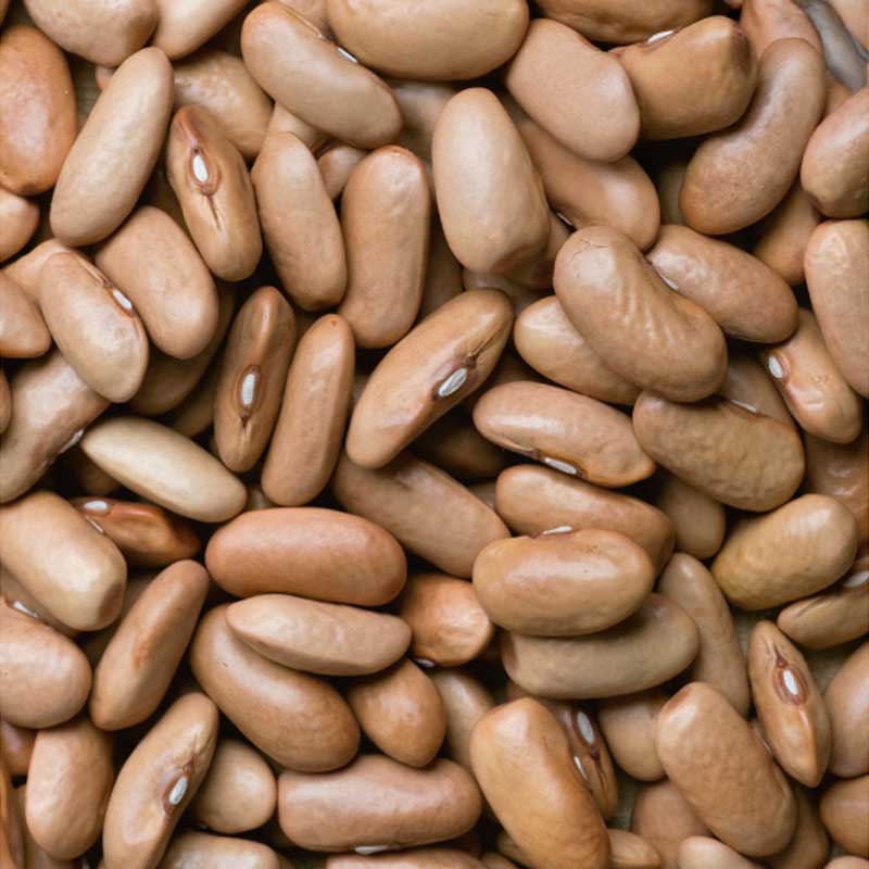 Buschbohne 'Nugetka'