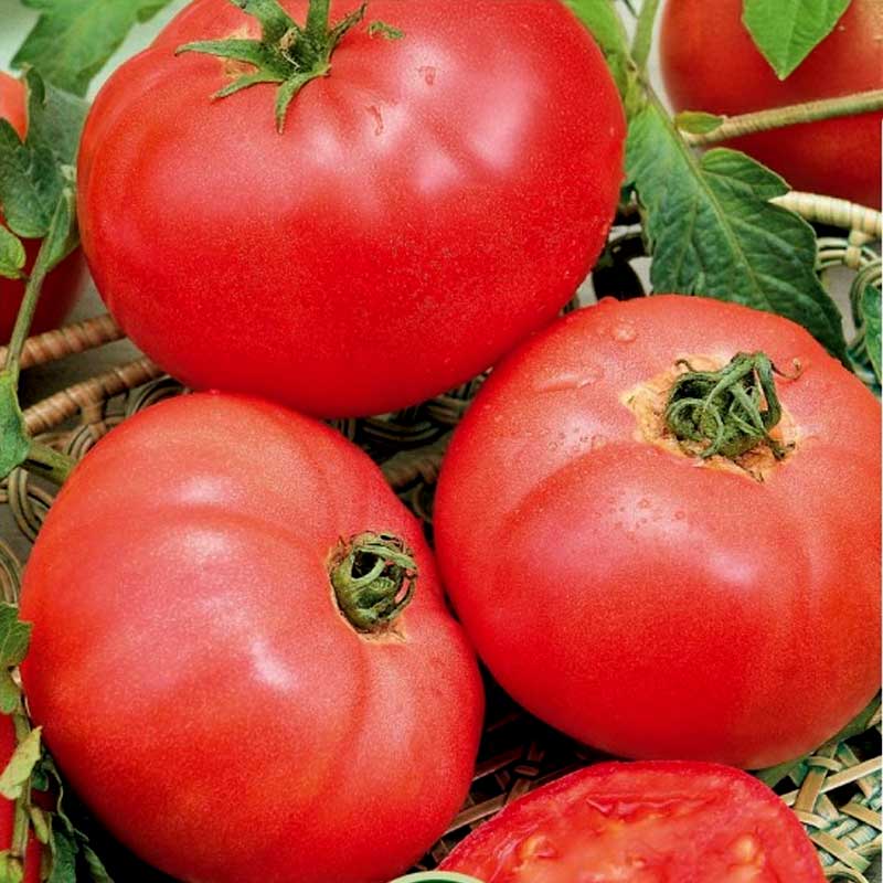 Tomate 'Faworyt'