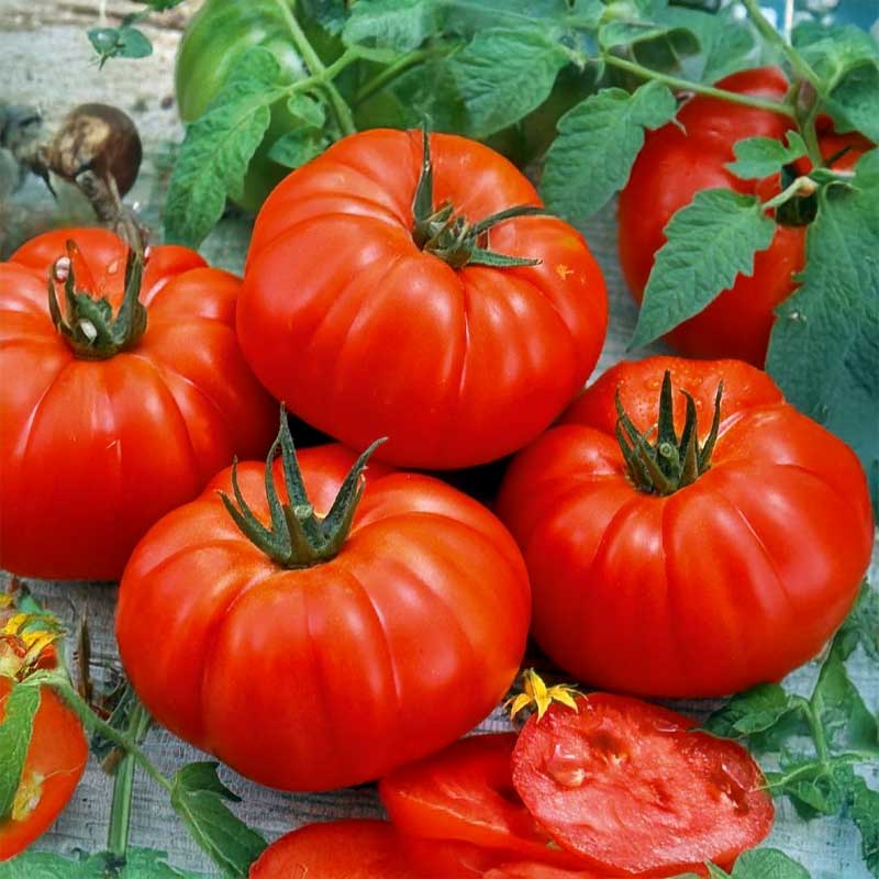 Fleischtomate 'Marmande'