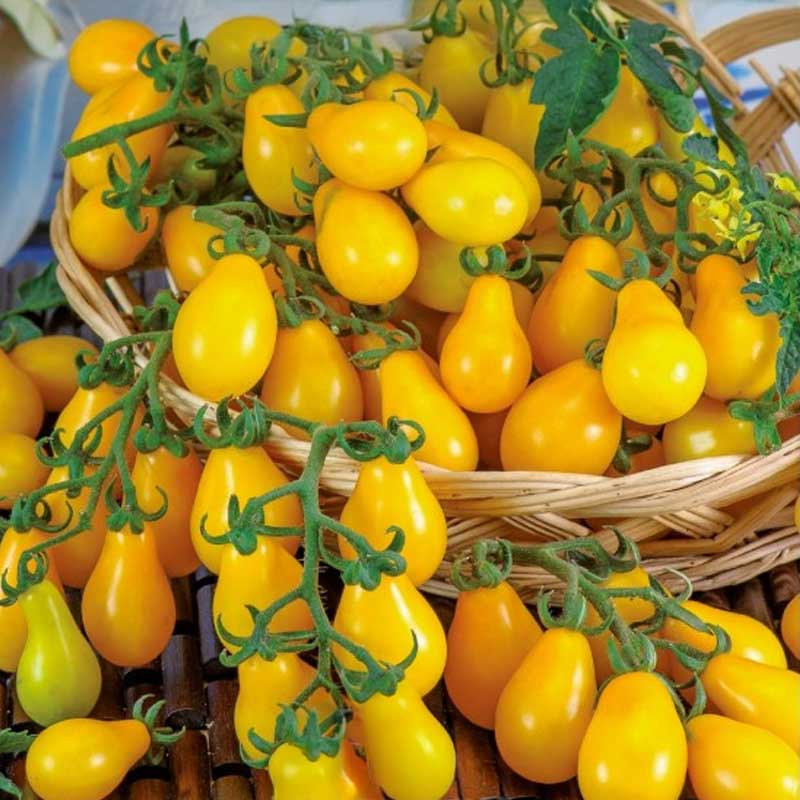 Birnentomate 'Perun'