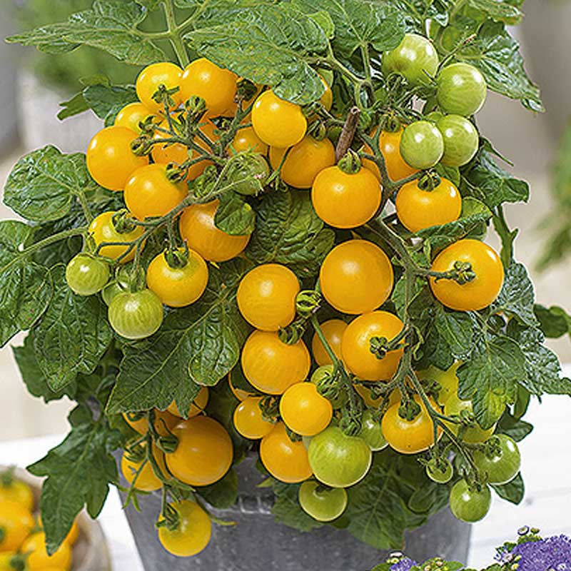Tomate 'Balconi yellow' H