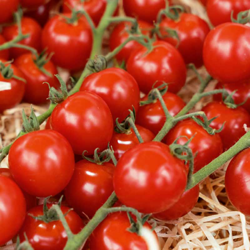 Cherrytomate 'Sweetbaby' H