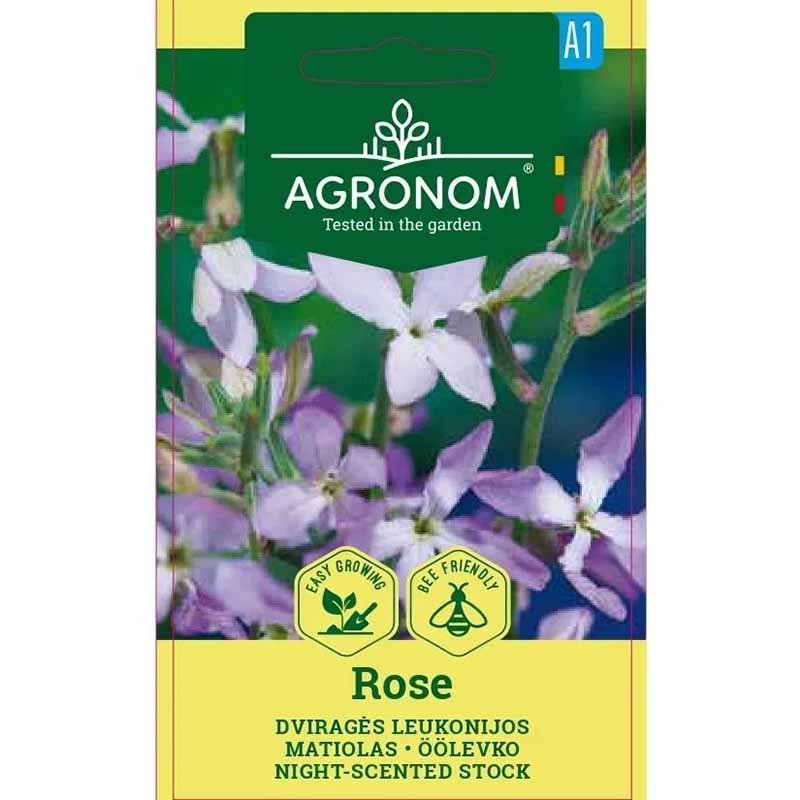 Griechischer Levkoje 'Rose'