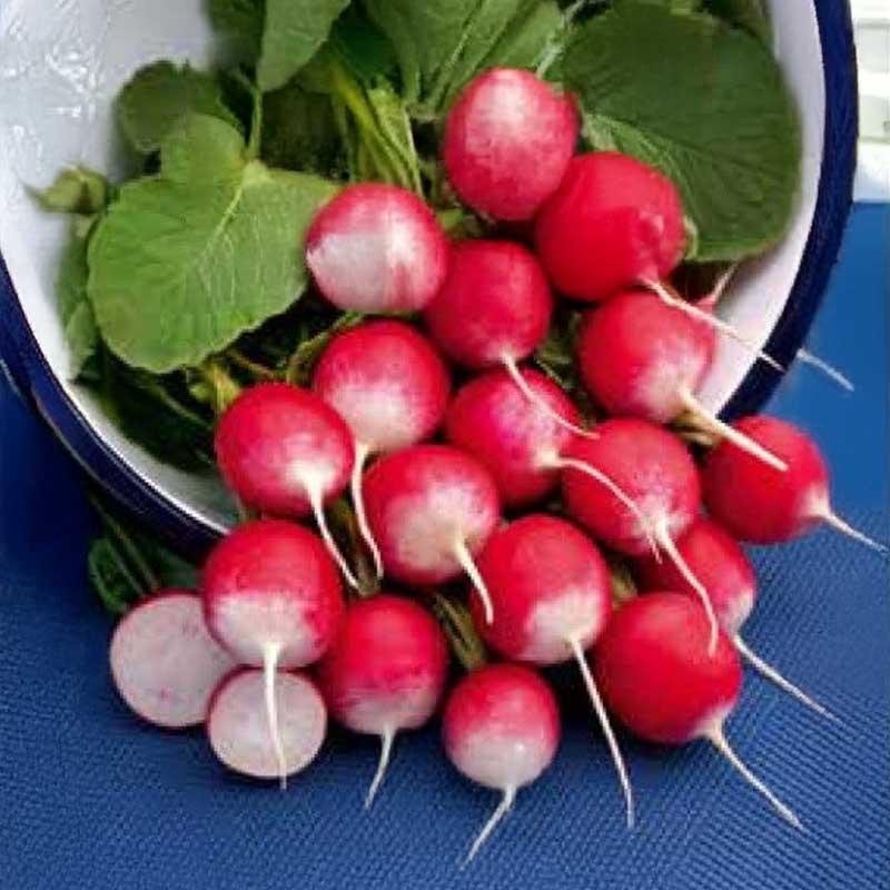 Radieschen 'National 2'