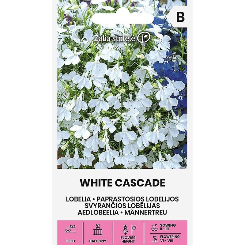 Lobelie 'White Cascade'