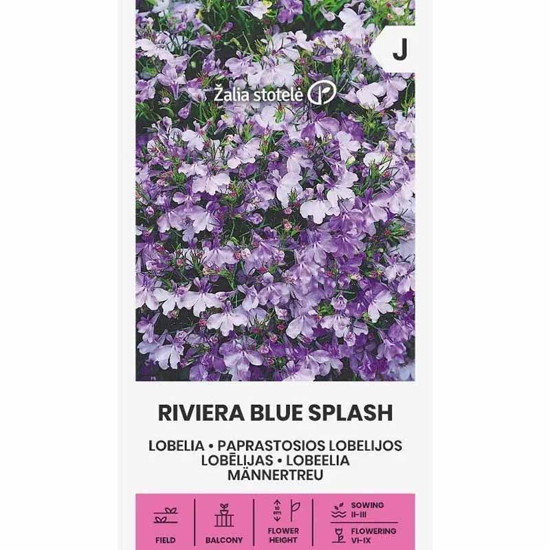 Lobelie 'Riviera Blue Splash'