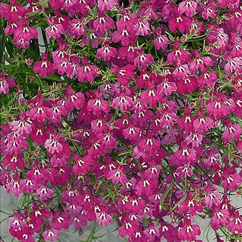 Lobelie 'Red Cascade'