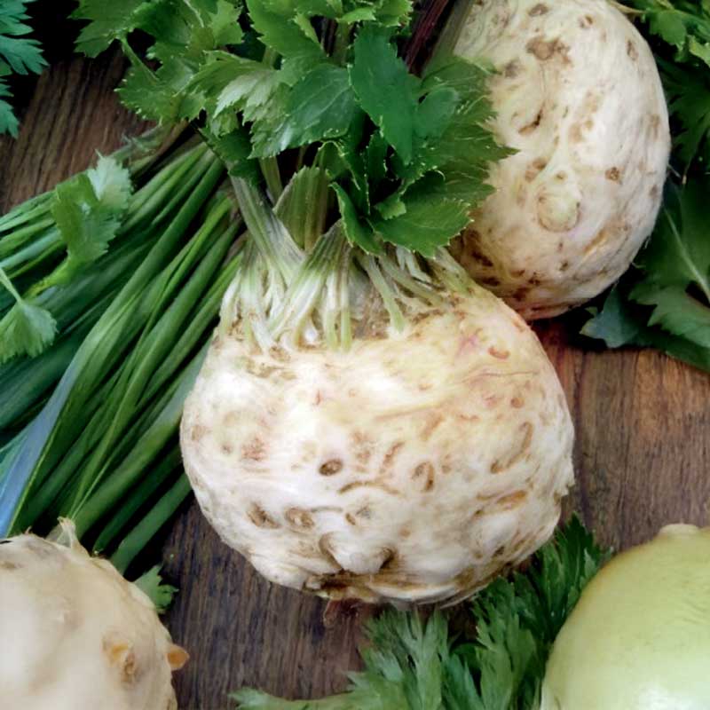 Knollensellerie 'Asterix' H