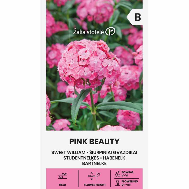 Bartnelke 'Pink Beauty'