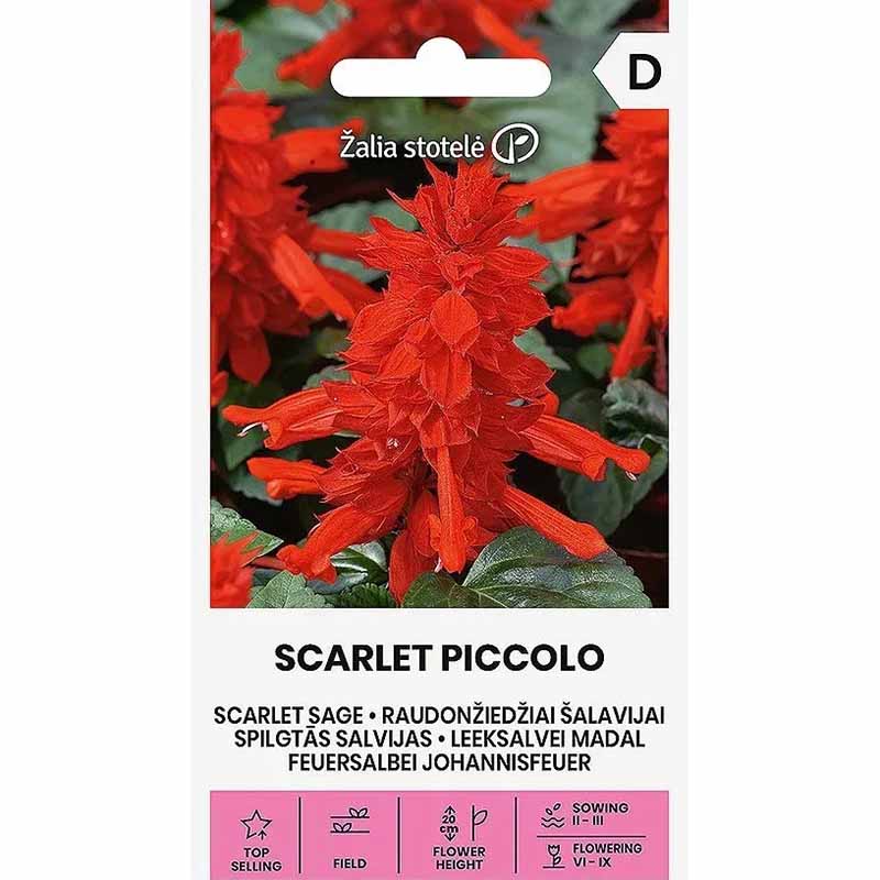 Feuersalbei 'Scarlet Piccolo'