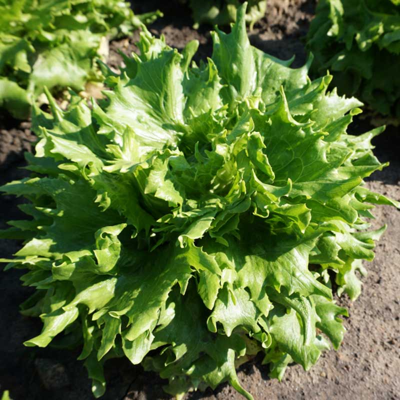 Eisbergsalat 'Regina Dei Ghiacci'