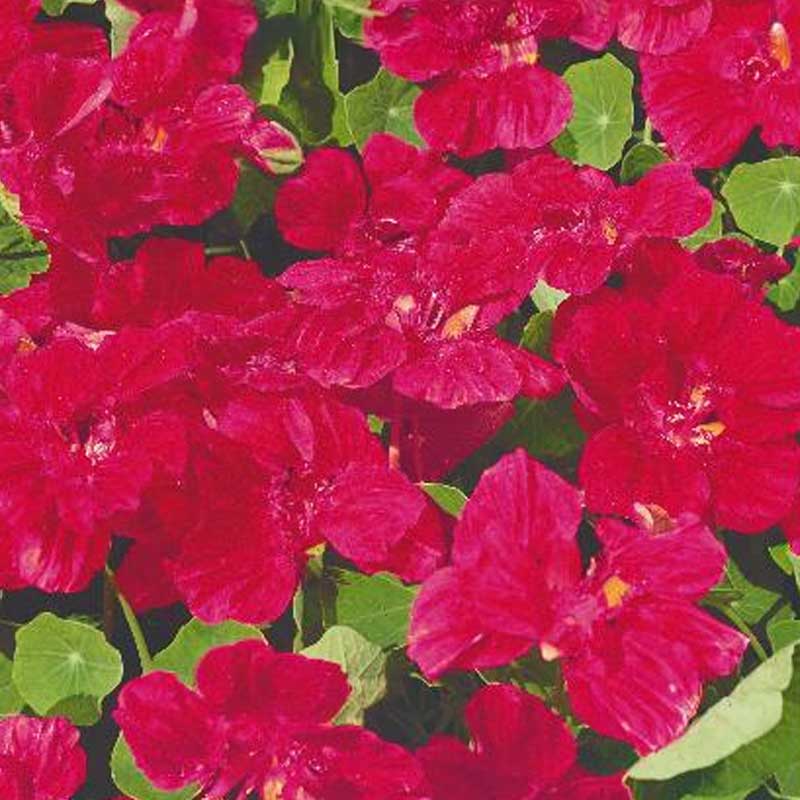 Zwerg-Kapuzinerkresse 'Cherry rose'